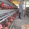 Buy cheap Galvanized Poultry Farm Layer Cage Battery Cage Price In Nigeria Lagos Warehouse Emily from wholesalers