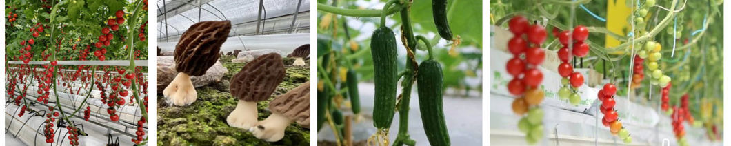Tomato and Cucumber Farm Film Greenhouse