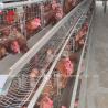 Buy cheap High Stability Poultry Battery Cage System Layer Hens In Africa ISO9001 Emily from wholesalers