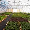 Buy cheap Agricultural Tomatoes Single Layer Greenhouse With 80 Micron Film from wholesalers