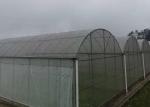 Rose Cherry Tomato Plastic Cover Greenhouse Single Span With Hydroponics System