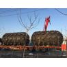 Buy cheap Rubber Mat With Rope Net Pneumatic Boat Fender Pneumatic Rubber Fenders from wholesalers