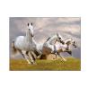 Buy cheap Running Black Horses Image 3D Lenticular Pictures For Advertisement from wholesalers