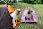 Outdoor sun protection small and medium-sized dog pet nest, special kennel cat