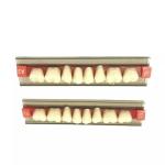 Dental Materials Multi Layer Synthetic Dental Resin Dentures Teeth FDA