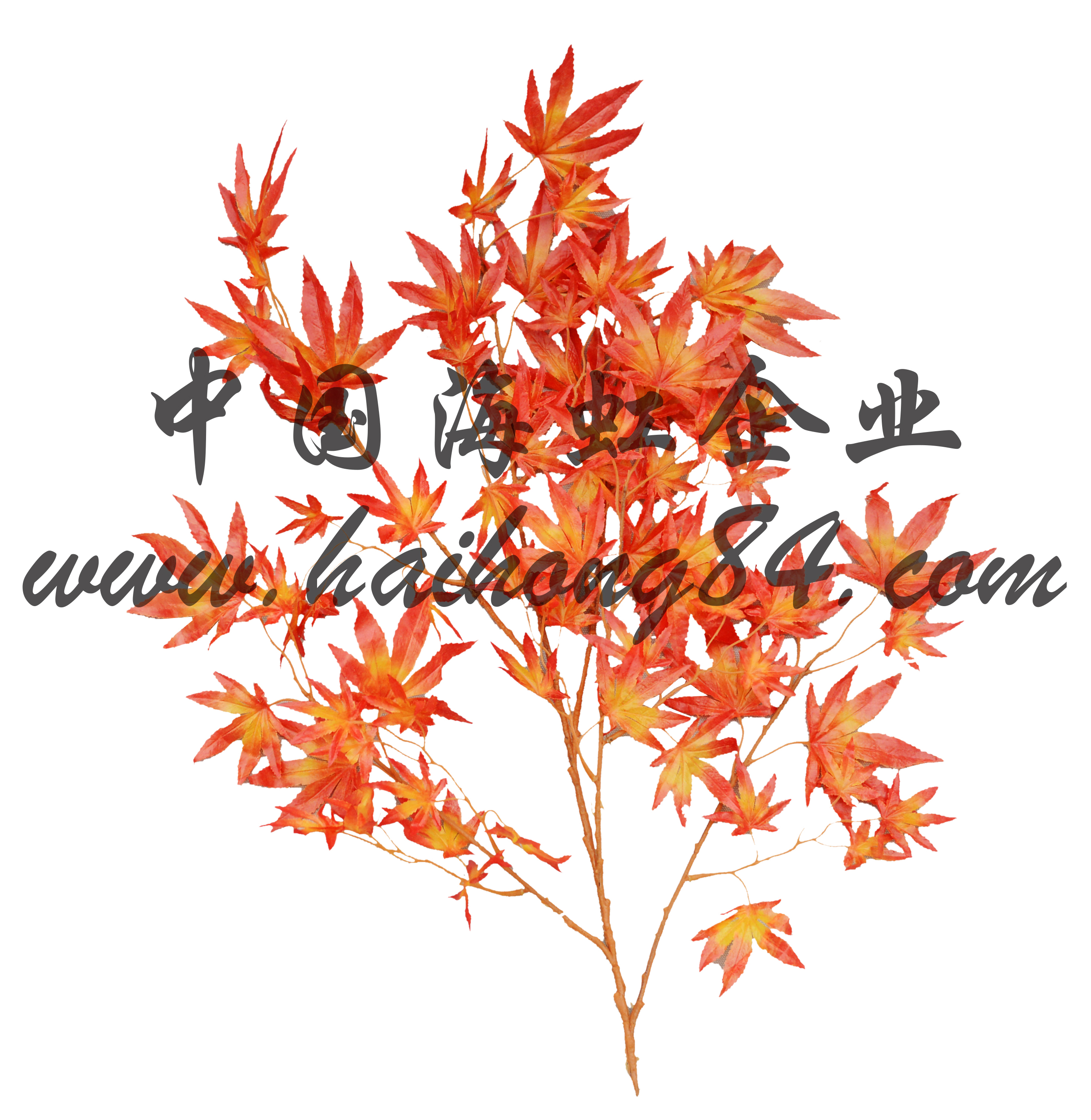 maple tree