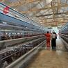 Buy cheap 200 Birds Automatic Chicken Battery Cage For Sale Egg Layer Cage Farm Ada from wholesalers