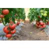 Buy cheap 150/200micro Film High Tunnel Agricultural Greenhouse for Tomato Hydroponic Growing from wholesalers