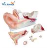 Buy cheap High Performance Human Torso Anatomy Anatomical Ear Model 42x24x16 Cm from wholesalers