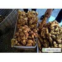 Buy cheap Mature Organic Fresh Ginger , Wholesale Premium Grade Air Dried Ginger product