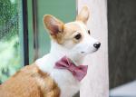 Cat Dog Bowtie Red Pink Small Large Bow Tie Dog Collar Christmas Support