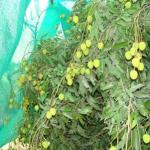 HDPE PE Material Anti Frost Net For Fruit Protection Length 50m 120m