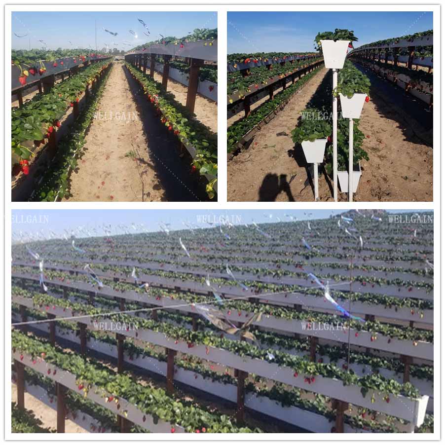 Modern Agricultural Strawberry Growing Troughs Greenhouse PVC Hydroponic Grow Equipment