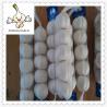 Buy cheap High quality Wholesale price fresh natural garlic Natural White Garlic 4.5cm from wholesalers