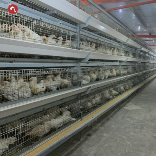 Buy cheap Coop Broiler Battery Chicken Cage Automatic Poultry Farm H Type 3 Tiers 4 Tiers from wholesalers