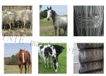 Fixed Knot Field Cattle Farm 7.5kw 3mm Grassland Fence Machine