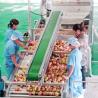Buy cheap Industrial Apple Processing Line Fruit Juice Making Machine 1000ml from wholesalers