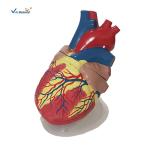 Human Heart Anatomical Model Medical Science Teaching Model