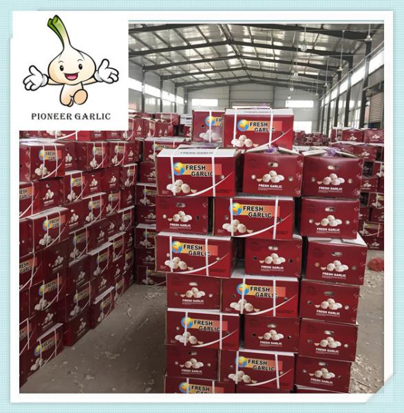 Buy cheap new crop garlic High Grade Garlic Price 2016 New crop Fresh White Garlic from wholesalers
