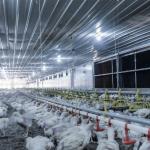 1.1kw Automatic Chicken Feeders And Waterers 450kg/H Delivery