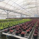 Stable Structure Poly Tunnel Greenhouse Perfect for Commercial Agriculture and