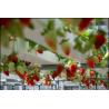 Buy cheap Soilless Indoor Farming Strawberry Growing PVC Tube For Hydroponics NFT System For Sale from wholesalers