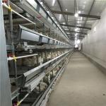 Hot Dipped Galvanized H Frame Automatic Battery Animal Cage/Chicken Layer Cage