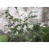 Buy cheap Bulletproof Toughened Tempered Safety Glass Hollow Solid Acid Etched Glass from wholesalers