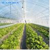 Buy cheap Sheet Covering Shed Agricultural Single Span Plastic Tunnel Greenhouse from wholesalers