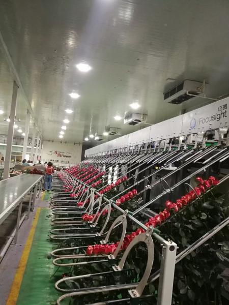 Buy cheap Flower Detection Vision Inspection Equipment Fully Automatic from wholesalers