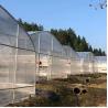 Buy cheap Anti Ultraviolet Large Scale Side Ventilation Plastic Single Span Tunnel Plastic Film Greenhouse from wholesalers