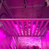 Buy cheap RedFarm Commerical DLC Listed 1200 Watt LED Grow Light For Cannabis from wholesalers