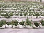 Gallon Plastic Nursery Grow Bag Growing Seedling Ginger Potato Planting Pots