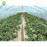 Buy cheap Pipe Framed Poly Tunnel Greenhouse Strong Wind Resistance from wholesalers