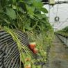 Buy cheap Steel Structure Large Advand Shading Greenhouse for Hydroponics Growingce Large Size from wholesalers