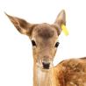 Buy cheap Professional UHF RFID Ear Tags for Livestock Tracking - Custom Animal Ear Tags Manufacturer from wholesalers