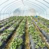 Buy cheap Hot Sale Poly Tunnel Strawberry Greenhouse Agricultural Single-span Greenhouse For Strawberry Growing from wholesalers