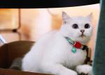 Soft Polyester Cat Neck Band Cat Shock Collar Indoor For Cats Meowing