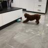 Buy cheap Pet Toys for Pet Feeder Interactive Educational Juguetes para Mascotas from wholesalers