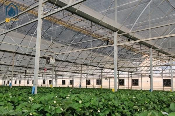 Multi Span Plastic Film Greenhouse Vegetables Fruits Flowers Hydroponic System