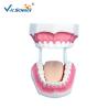 Buy cheap Unbreakable Dental Study Models from wholesalers