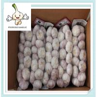 Buy cheap Fresh natural pure white garlic Normal white garlic/shandong jinxiang Garlic product