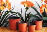 Professional Plant pots pp Lowest price soft brown colour plastic flower pot