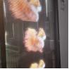 Buy cheap Super Slim Flexible Transparent LED Film Adhesive Advertising LED Display for Retail Store Use DC5V P4 from wholesalers