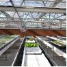 Buy cheap Chinese Agriculture Tempered Glass Greenhouse Venlo Type Galvanized Commercial from wholesalers