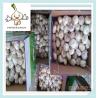 Buy cheap Chinese Wholesale Good Price Fresh Normal White&Pure White Garlic from wholesalers