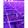 Buy cheap 750mA Grow Light US Bridgelux 50w Full Spectrum Led Chip from wholesalers