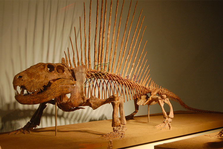 Huge Complete Dinosaur Fossil Model For Shopping Mall / Open Air Museum