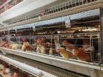 Long-lasting medium broiler cages are essential for managing little chicks