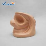 Plastic Advanced Medical Training Manikins Female Internal External Genital